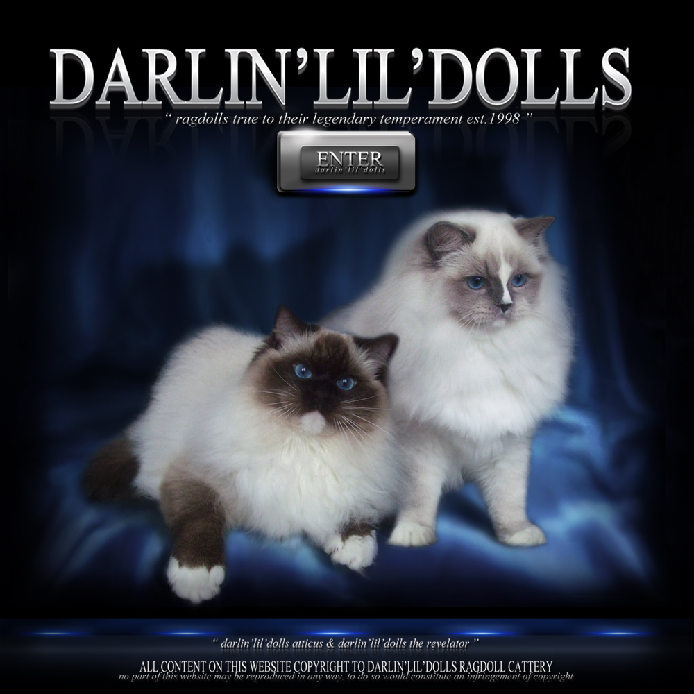 darlinlildolls ragdoll cattery ragdoll cats for sale ottawa ontario