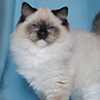Kitten darlinlildolls ragdoll kittens for sale ottawa montreal kingston toronto ontario canada breeder cats