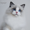 Kitten darlinlildolls ragdoll kittens for sale ottawa montreal kingston toronto ontario canada breeder cats