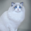 Kitten darlinlildolls ragdoll kittens for sale ottawa montreal kingston toronto ontario canada breeder cats