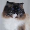 Kitten darlinlildolls ragdoll kittens for sale ottawa montreal kingston toronto ontario canada breeder cats