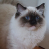 Kitten darlinlildolls ragdoll kittens for sale ottawa montreal kingston toronto ontario canada breeder cats