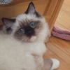Kitten darlinlildolls ragdoll kittens for sale ottawa montreal kingston toronto ontario canada breeder cats