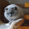 Kitten darlinlildolls ragdoll kittens for sale ottawa montreal kingston toronto ontario canada breeder cats
