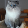 Kitten darlinlildolls ragdoll kittens for sale ottawa montreal kingston toronto ontario canada breeder cats