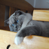 Kitten darlinlildolls ragdoll kittens for sale ottawa montreal kingston toronto ontario canada breeder cats