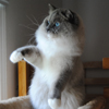 Kitten darlinlildolls ragdoll kittens for sale ottawa montreal kingston toronto ontario canada breeder cats