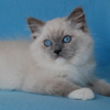 Kitten darlinlildolls ragdoll kittens for sale ottawa montreal kingston toronto ontario canada breeder cats