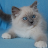 Kitten darlinlildolls ragdoll kittens for sale ottawa montreal kingston toronto ontario canada breeder cats