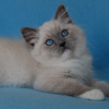 Kitten darlinlildolls ragdoll kittens for sale ottawa montreal kingston toronto ontario canada breeder cats