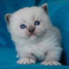 Kitten darlinlildolls ragdoll kittens for sale ottawa montreal kingston toronto ontario canada breeder cats