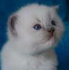 Kitten darlinlildolls ragdoll kittens for sale ottawa montreal kingston toronto ontario canada breeder cats