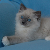 Kitten darlinlildolls ragdoll kittens for sale ottawa montreal kingston toronto ontario canada breeder cats