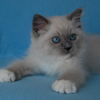 Kitten darlinlildolls ragdoll kittens for sale ottawa montreal kingston toronto ontario canada breeder cats