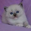 Kitten darlinlildolls ragdoll kittens for sale ottawa montreal kingston toronto ontario canada breeder cats