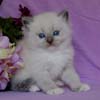 Kitten darlinlildolls ragdoll kittens for sale ottawa montreal kingston toronto ontario canada breeder cats