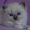 Kitten darlinlildolls ragdoll kittens for sale ottawa montreal kingston toronto ontario canada breeder cats