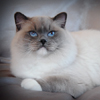 Kitten darlinlildolls ragdoll kittens for sale ottawa montreal kingston toronto ontario canada breeder cats