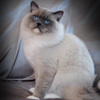 Kitten darlinlildolls ragdoll kittens for sale ottawa montreal kingston toronto ontario canada breeder cats