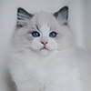 Kitten darlinlildolls ragdoll kittens for sale ottawa montreal kingston toronto ontario canada breeder cats