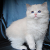 Kitten darlinlildolls ragdoll kittens for sale ottawa montreal kingston toronto ontario canada breeder cats