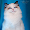 Kitten darlinlildolls ragdoll kittens for sale ottawa montreal kingston toronto ontario canada breeder cats