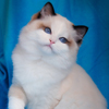 Kitten darlinlildolls ragdoll kittens for sale ottawa montreal kingston toronto ontario canada breeder cats