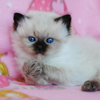 Kitten darlinlildolls ragdoll kittens for sale ottawa montreal kingston toronto ontario canada breeder cats