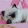 Kitten darlinlildolls ragdoll kittens for sale ottawa montreal kingston toronto ontario canada breeder cats