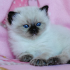 Kitten darlinlildolls ragdoll kittens for sale ottawa montreal kingston toronto ontario canada breeder cats