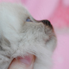 Kitten darlinlildolls ragdoll kittens for sale ottawa montreal kingston toronto ontario canada breeder cats