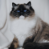 Kitten darlinlildolls ragdoll kittens for sale ottawa montreal kingston toronto ontario canada breeder cats