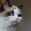 Kitten darlinlildolls ragdoll kittens for sale ottawa montreal kingston toronto ontario canada breeder cats