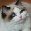 Kitten darlinlildolls ragdoll kittens for sale ottawa montreal kingston toronto ontario canada breeder cats