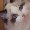Kitten darlinlildolls ragdoll kittens for sale ottawa montreal kingston toronto ontario canada breeder cats