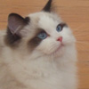 Kitten darlinlildolls ragdoll kittens for sale ottawa montreal kingston toronto ontario canada breeder cats