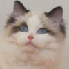 Kitten darlinlildolls ragdoll kittens for sale ottawa montreal kingston toronto ontario canada breeder cats