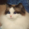 Kitten darlinlildolls ragdoll kittens for sale ottawa montreal kingston toronto ontario canada breeder cats