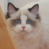 Kitten darlinlildolls ragdoll kittens for sale ottawa montreal kingston toronto ontario canada breeder cats