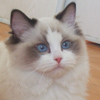 Kitten darlinlildolls ragdoll kittens for sale ottawa montreal kingston toronto ontario canada breeder cats