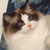 Kitten darlinlildolls ragdoll kittens for sale ottawa montreal kingston toronto ontario canada breeder cats
