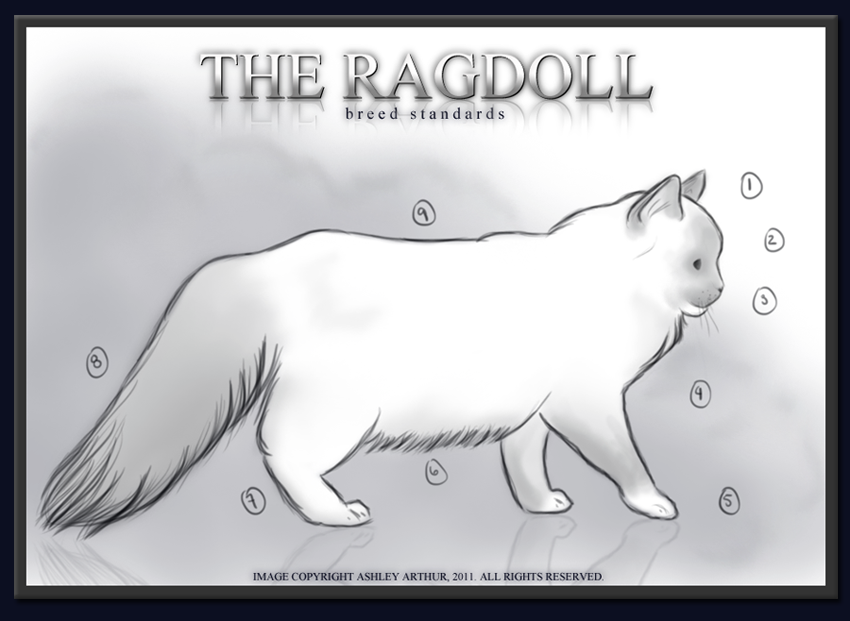 The Ragdoll Breed Standards