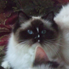 Kitten darlinlildolls ragdoll kittens for sale ottawa montreal kingston toronto ontario canada breeder cats traditional ragdols