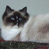 Kitten darlinlildolls ragdoll kittens for sale ottawa montreal kingston toronto ontario canada breeder cats traditional ragdols
