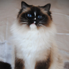 Kitten darlinlildolls ragdoll kittens for sale ottawa montreal kingston toronto ontario canada breeder cats traditional ragdols
