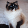 Kitten darlinlildolls ragdoll kittens for sale ottawa montreal kingston toronto ontario canada breeder cats traditional ragdols