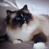 Kitten darlinlildolls ragdoll kittens for sale ottawa montreal kingston toronto ontario canada breeder cats traditional ragdols