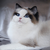 Kitten darlinlildolls ragdoll kittens for sale ottawa montreal kingston toronto ontario canada breeder cats