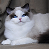 Kitten darlinlildolls ragdoll kittens for sale ottawa montreal kingston toronto ontario canada breeder cats