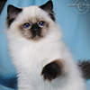 Kitten darlinlildolls ragdoll kittens for sale ottawa montreal kingston toronto ontario canada breeder cats